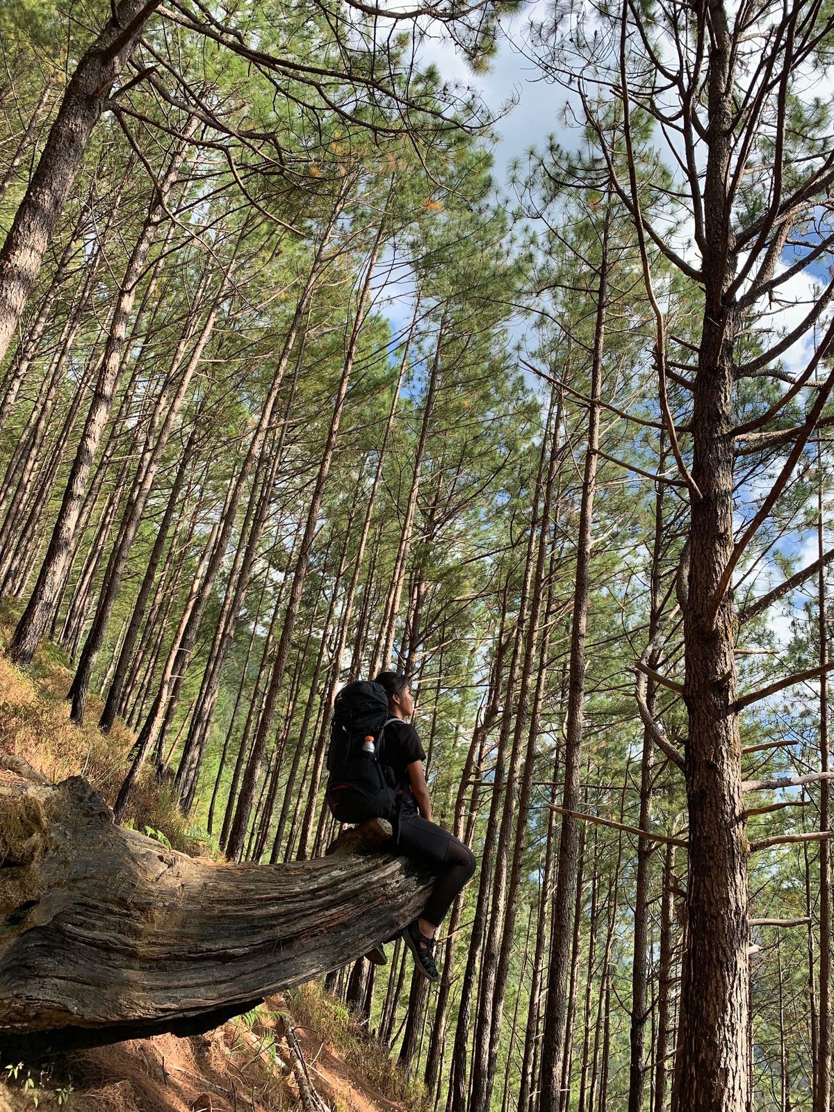 A hiker resting on a tree stump in a forest, boots planted on the ground