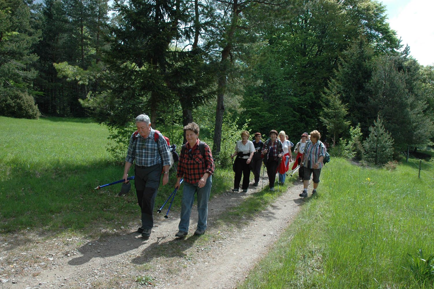 Two hikers walking a forest track using trekking poles